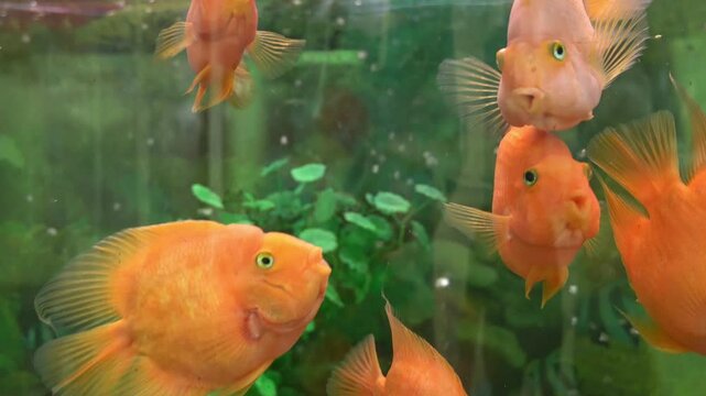 A group of vibrant orange cichlid fish swimming in a clear aquarium. Green aquatic plants provide a natural habitat. Bubbles rise in the water.