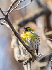 Fototapeta premium Eurasian siskin male, latin name spinus spinus, sitting on branch of tree. Cute little yellow songbird.