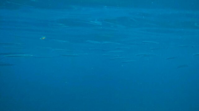 Silver school of needlefish swimming underwater in the maldives