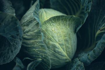 Obraz premium Fresh cabbage growing in a garden under morning dew in early spring