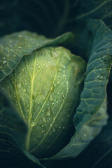 Fototapeta premium Fresh cabbage growing in a garden under morning dew in early spring