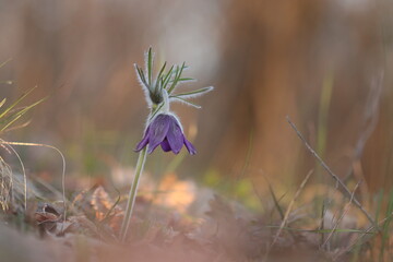 fiori di anemone pulsatilla al tramonto in primavera