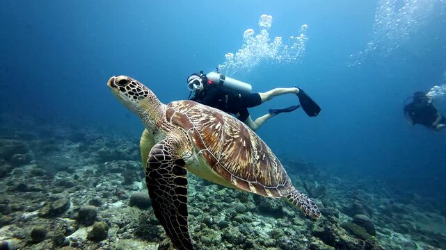 Scuba diver swimming alongside green sea turtle in blue ocean