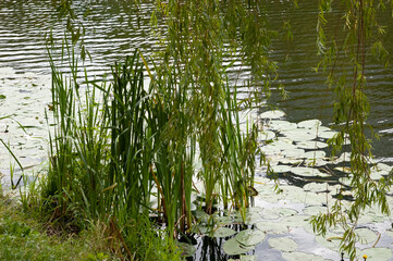Lake with rippled water, water lilies, green grass on the shore, reeds, and overhanging willow branches.