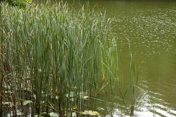 Green lake water with gentle ripples, reeds, and water lilies on the surface.