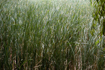 Green background formed by dense reed growth filling the entire frame.