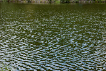Green lake water with gentle ripples covering the entire frame.