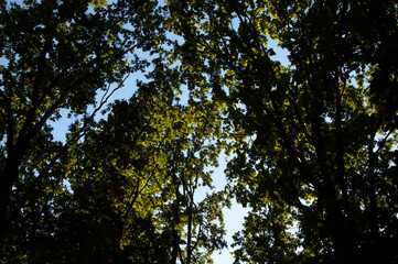 Tree branches with dense green leaves against a clear blue sky. Natural canopy view from below, fresh summer foliage and soft daylight creating a calm outdoor background.