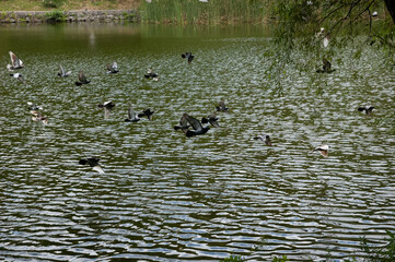 A flock of pigeons flying over a rippled lake, wings in motion, with reeds and a cobblestone embankment in the background and a leafy branch hanging in the foreground.