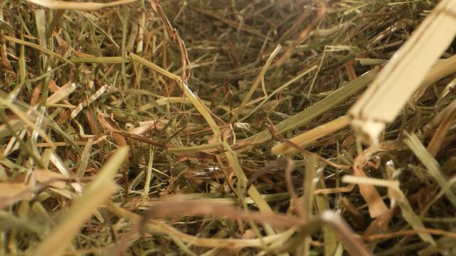 Hay Scene Details, Closeup Of Tangled Hay Under Golden Glow With Tactile Fiber Details And Dust Motes