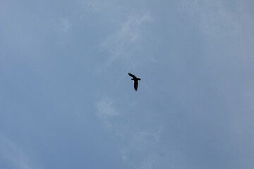 Black raven high in the sky. Birds on the background of a blue sky. Flight of the raven.