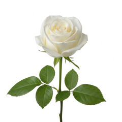 Fototapeta premium Single white rose with green leaves isolated on transparent background