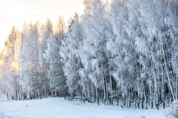Zima, mróz, szron na drzewach, droga © Zena