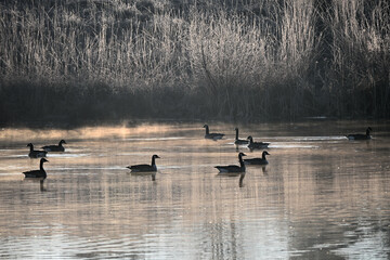 Geese on Misty Pond