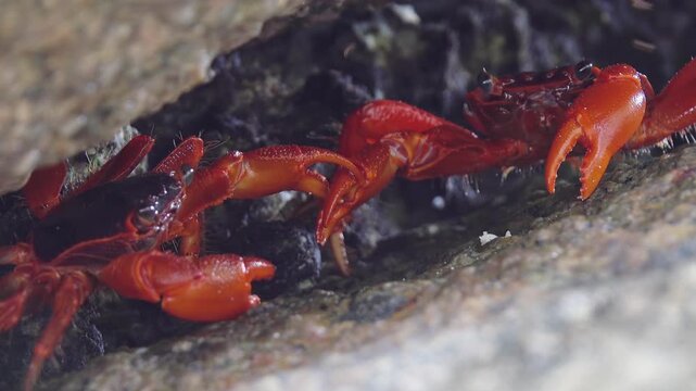 two red crabs fighting in cleft on Similan island in Thailand