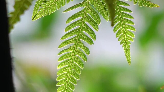 Close-up of fern leaves.