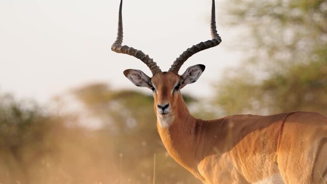 A male impala stands alert in the golden grasslands of Ndutu in the Serengeti, Tanzania, its long curved horns catching the sunset light. 4k slow motion cinematic video.