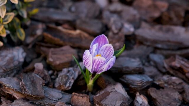 Single purple-striped white crocus blooming through bark mulch. Delicate spring flower stands alone against natural background, symbolizing the first signs of spring emerging from the ground.