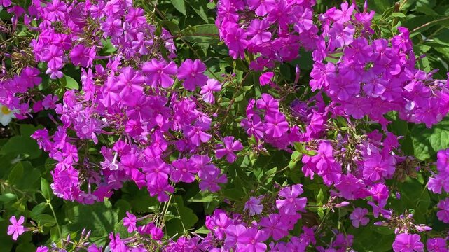 Pink phlox blooming in the summer garden. Beautiful lovely bright purple phlox flowers