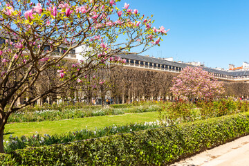 Blooming magnolia in Palais Royal garden in spring, Paris, France © Mistervlad