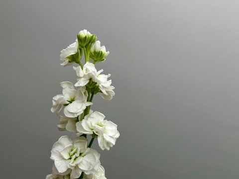 Fresh white matthiola incana flower