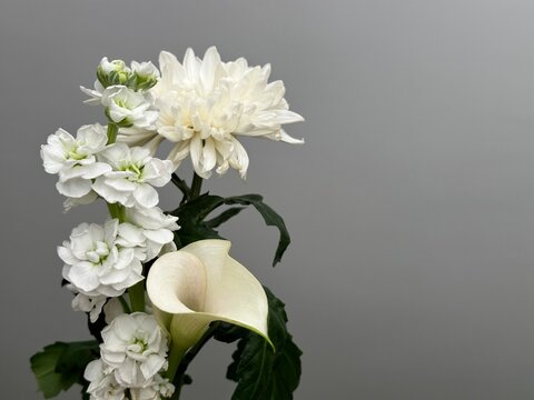 Fresh white chrysanthemum, white matthiola and white calla lily