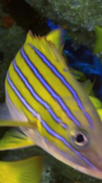 Bands of snappers congregate and swim near the vibrant reef. Glimpse the allure of Costa Rica's marine life during midday. An amazing exploration awaits.