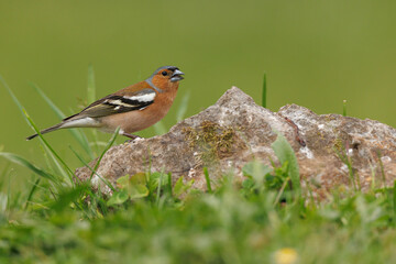Common Chaffinch (Fringilla coelebs)