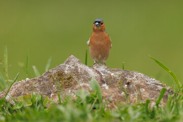 Common Chaffinch (Fringilla coelebs)