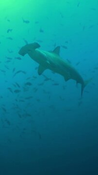 A majestic creature glides through the cerulean depths off the coast of Costa Rica. Witness the elegance and power of scalloped hammerhead sharks in their natural environment.
