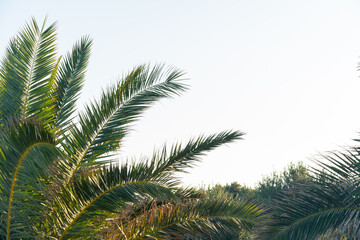 Close-up of green palm tree branches against clear sky in sunlight. Exotic garden in luxury resort. Concept of tropical getaway, summer heat, botanical beauty and southern holidays.
