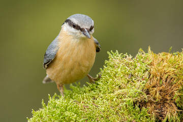 European Nuthatch (Sitta europaea)