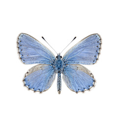 Delicate Light Blue Butterfly with Open Wings on White Background