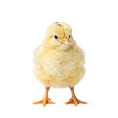 Obraz premium Adorable Bright Yellow Chick on White Background