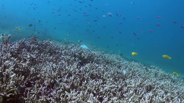 Numerous colorful fish swim around and over a bleached coral reef during daylight near Flores. The ocean is calm and clear, allowing for beautiful views of marine life in Nusa Tenggara Timur.