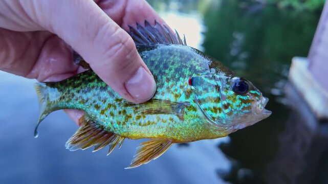 Freshly caught freshwater small baby pan fish or pumpkin seed fish display. Active recreation near lake. Summer leisure and hobby. Catch and release.