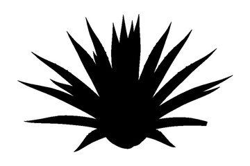 Obraz premium Shadowy Silhouette of a Spiky Plant: A striking silhouette of a spiky plant against a clean backdrop, creating a stark visual contrast.