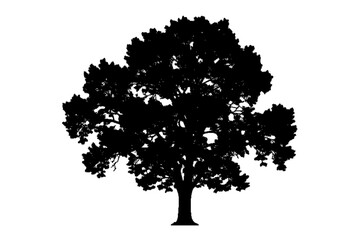 Fototapeta premium Silhouette of Majestic Oak Tree: A dramatic silhouette of a magnificent oak tree stands against the clear sky, its branches reaching upwards in a display of strength and resilience.