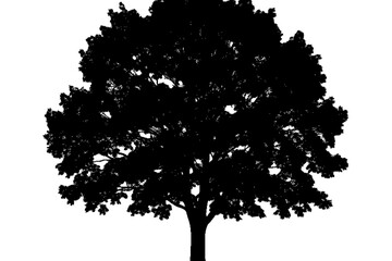 Fototapeta premium Shadowed Serenity: A majestic tree stands silhouetted against a plain background, its branches reaching skyward.