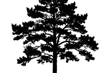 Fototapeta premium Silhouette of a Majestic Pine Tree: A striking silhouette of a grand pine tree, showcasing the intricate details of its branches against a clear backdrop.