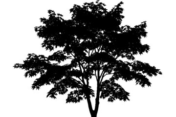 Fototapeta premium Silhouette of Nature: A silhouette of a meticulously formed tree stands out with all the branches and leaves, against the background.