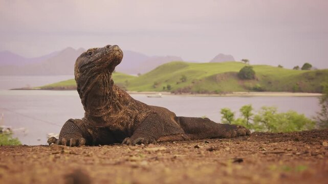 Komodo dragon or monitor Varanus komodoensis, video of monitor lizard walking and resting in the jungle, large reptile of Varanidae endemic to Indonesian islands of Komodo, Rinca, Flores in background