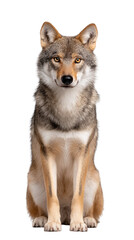 Fototapeta premium Realistic Portrait of a Majestic Wolf Sitting Upright Against a White Background