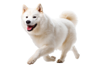 Happy White Dog Running in Joyful Motion with Fluffy Coat and Playful Expression Against a White Background