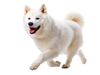 Happy White Dog Running in Joyful Motion with Fluffy Coat and Playful Expression Against a White Background