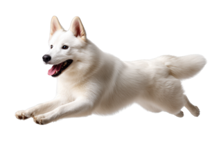 Energetic White Dog Leaping in Air with Joyful Expression Against a Light Background in Studio Environment