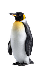 Obraz premium Majestic Emperor Penguin Standing Upright with Vibrant Yellow and Black Coloring on a White Background