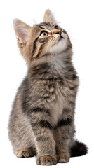 Obraz premium Cute fluffy kitten with curious expression sitting and looking up isolated on white background