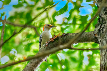 Red-bellied woodpecker on tree limb