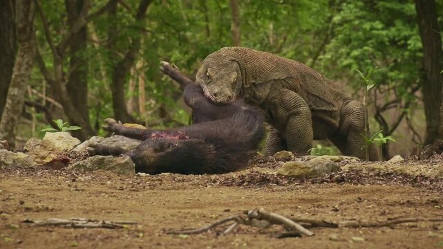 Komodo dragon or monitor Varanus komodoensis, video of monitor lizards hunting and eating a wild boar prey, large reptile of Varanidae endemic to the Indonesian islands of Komodo, Rinca, Flores. 